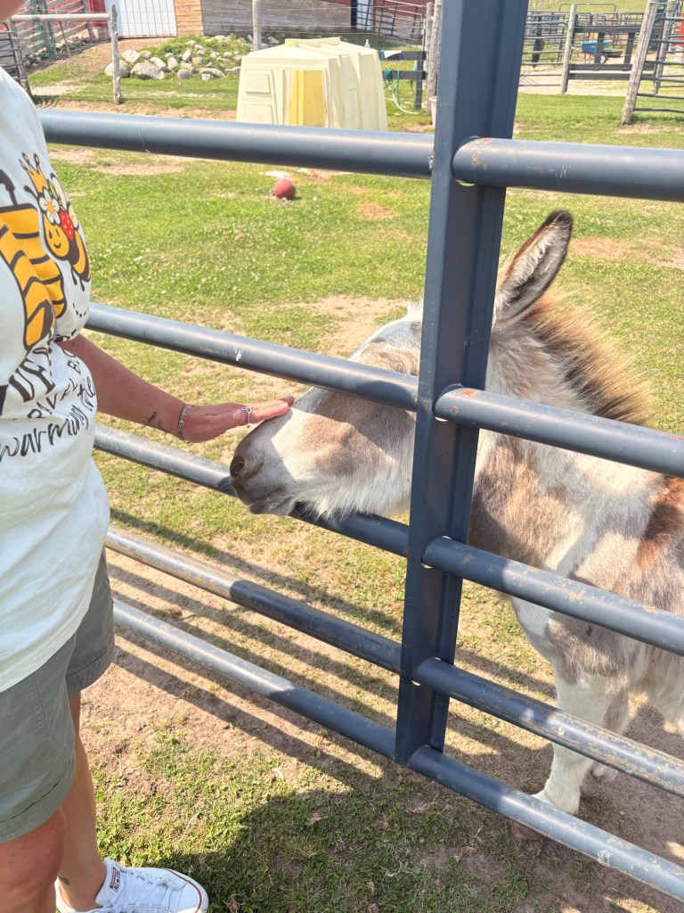A person reaching out to pet a donkey through fencing at a petting farm, with green grass and a pen in the background.
