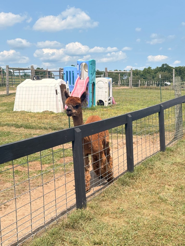 A brown alpaca standing near a fence, with a playground slide and plastic structures in the background on a sunny day.