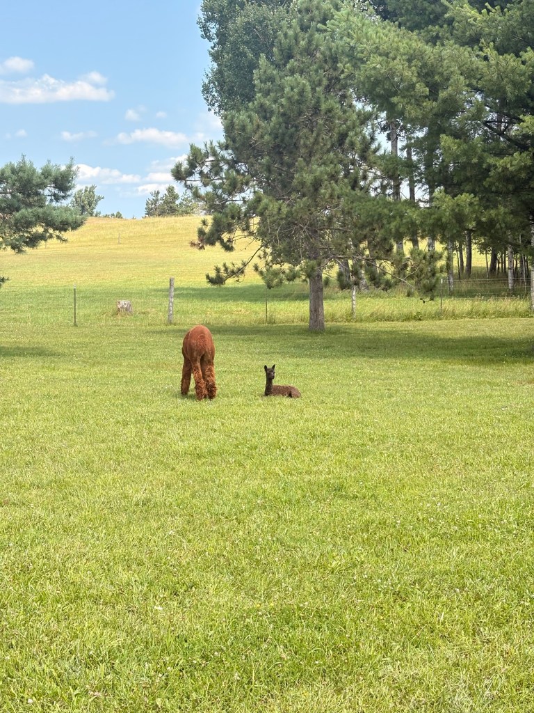 A brown alpaca grazing in a grassy field near a resting baby alpaca, with trees and a blue sky in the background.