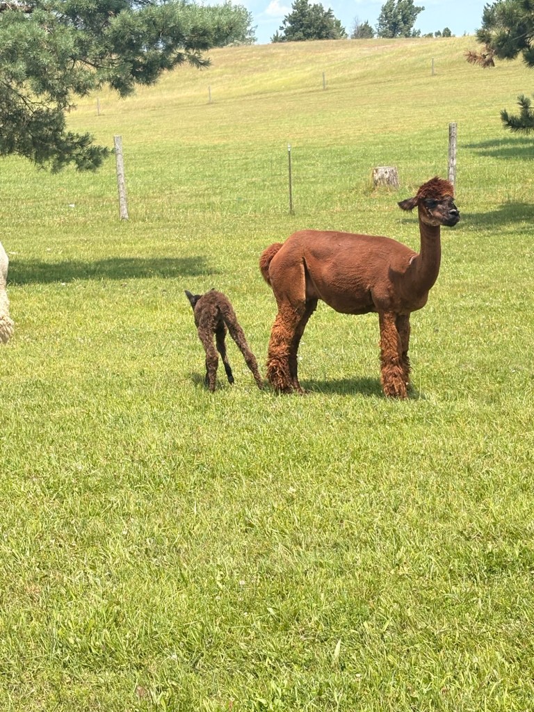 A brown alpaca stands next to a baby alpaca in a grassy field under a sunny sky.