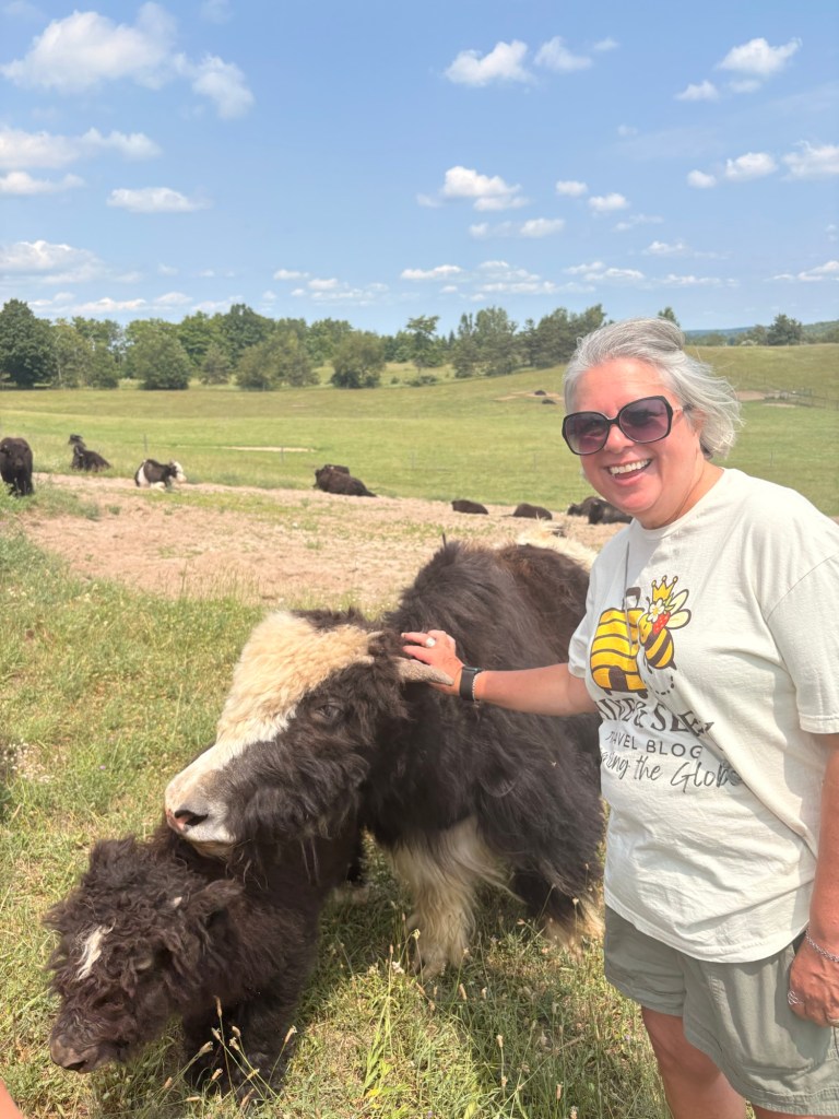 Petting a Tibetan Yak