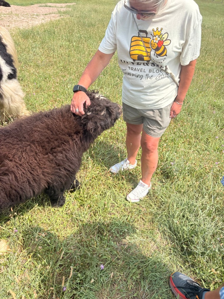 baby tibetan yak