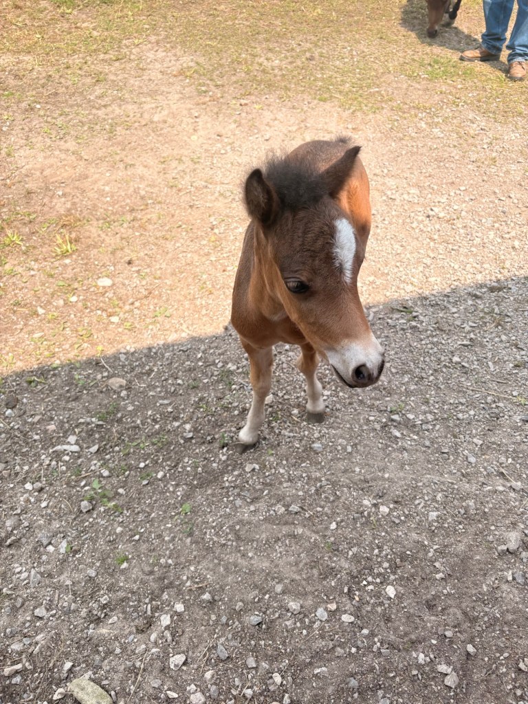 A small brown pony with a white marking on its forehead stands on a gravel surface.
